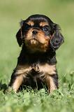 CAVALIER KING CHARLES 579